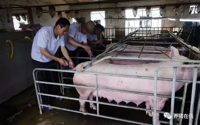 提高猪配种成功率，一次就中的七点关键！「四川恒通」