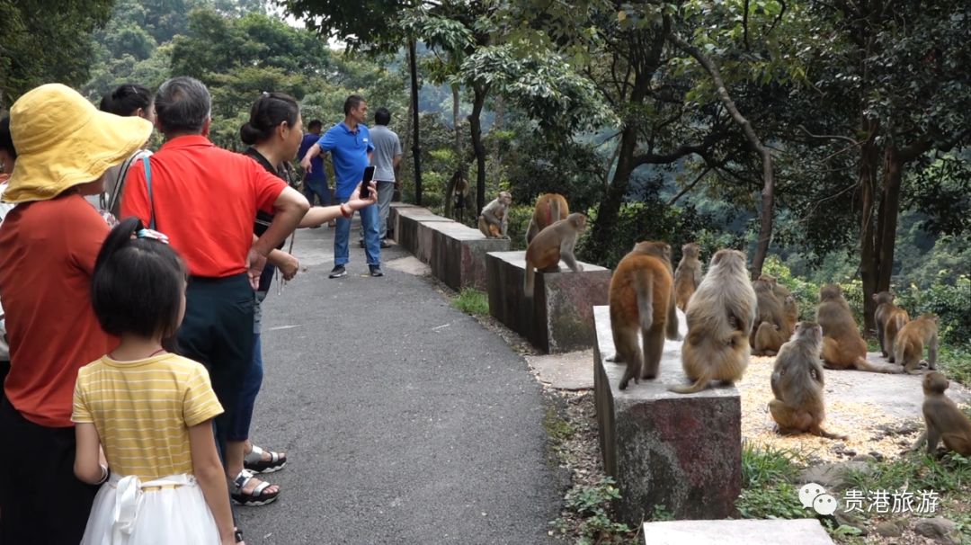 推荐|七彩天梯、野生猕猴、汽车露营……贵港龙潭国家森林公园与你不见不散