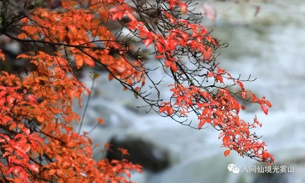 秋天的川西彩林,川西彩林最佳观赏地点