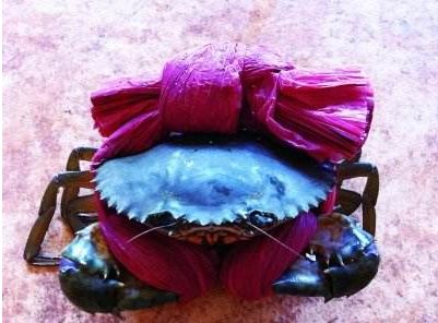 厦门首单！“螃蟹绑大绳”被罚6000多，螃蟹销货款没收！举报看这里→→