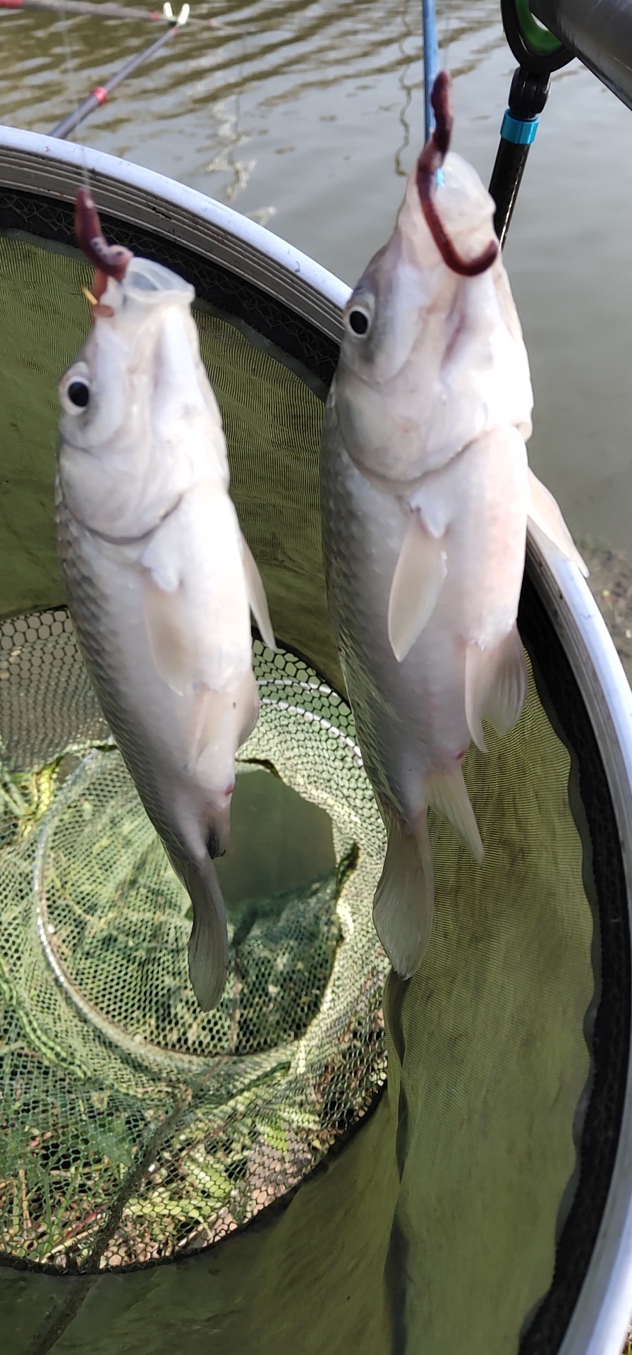 野钓窝点爆护,野钓哪个位置最容易有鱼