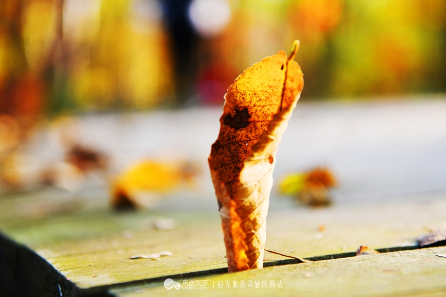 落英缤纷指的是哪个季节,落英缤纷是美景吗