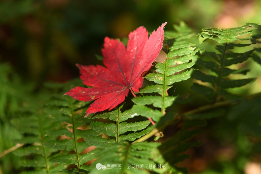 落英缤纷的是叶子还是凄美？