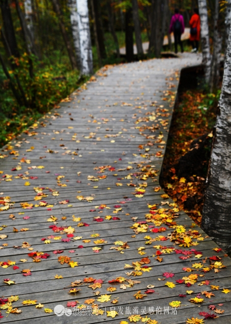 落英缤纷的是叶子还是凄美？