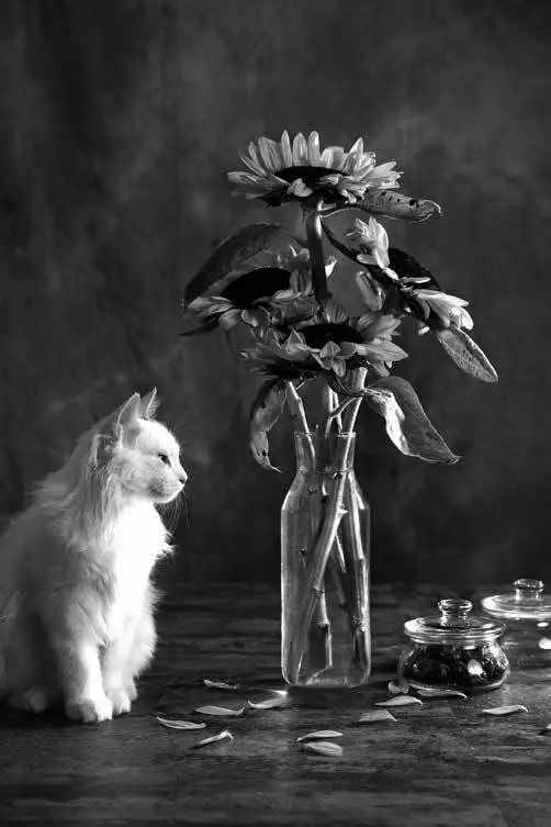 每一张不经意间成就的作品都是上帝替我们按下的快门