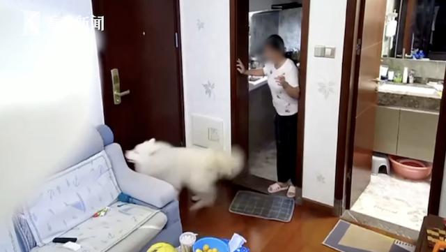 不速之客萨摩耶跑到邻居家,萨摩耶犬冲陌生人叫