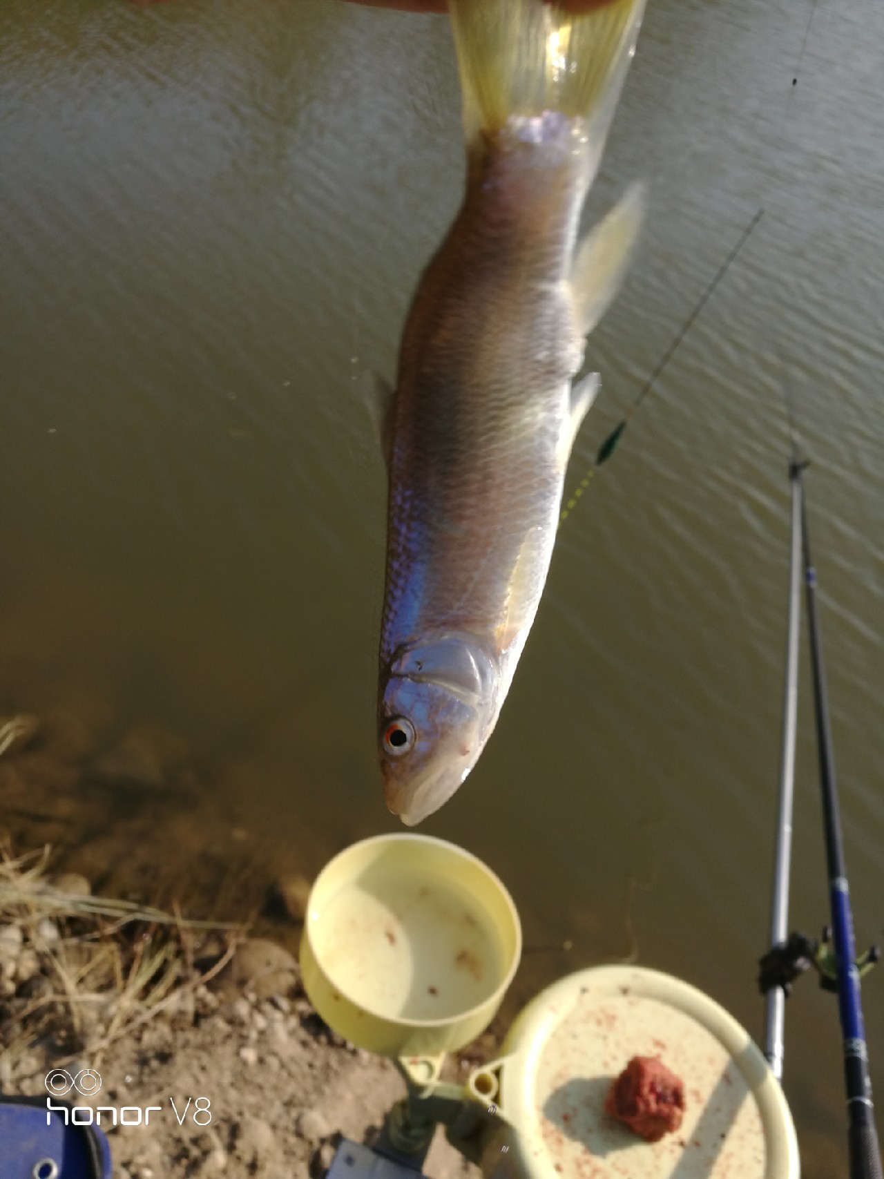 初春野河钓小杂鱼,野钓避杂鱼