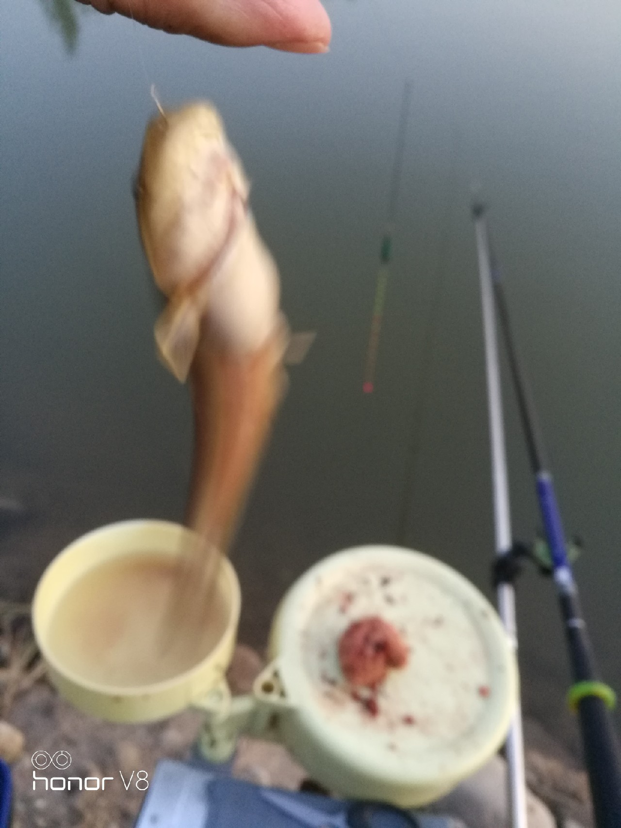 初春野河钓小杂鱼,野钓避杂鱼