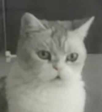 什么猫一看就特别狠,什么猫像假猫