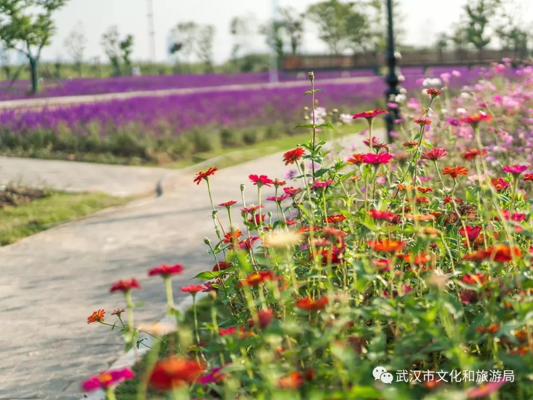 所有女生！江滩“上新”了秋游好去处