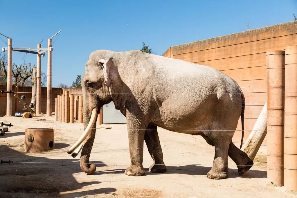 真羡慕丹麦人，连大象都提前退休了