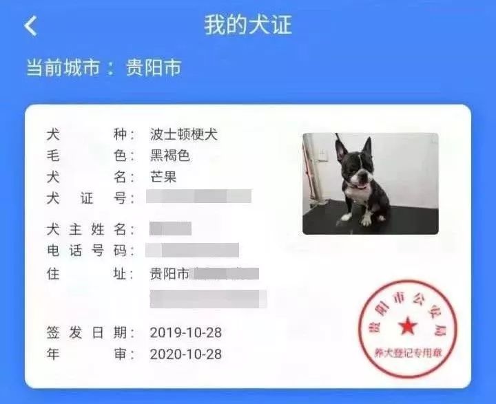 贵阳给狗狗办身份证,老狗办理电子犬证
