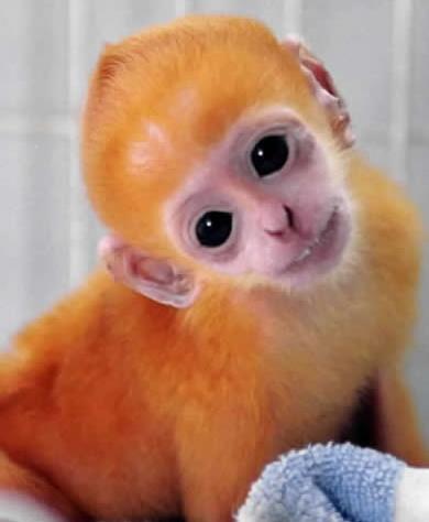 一生最有福的生肖女温柔善良,人品最好全身都是宝的5大生肖女