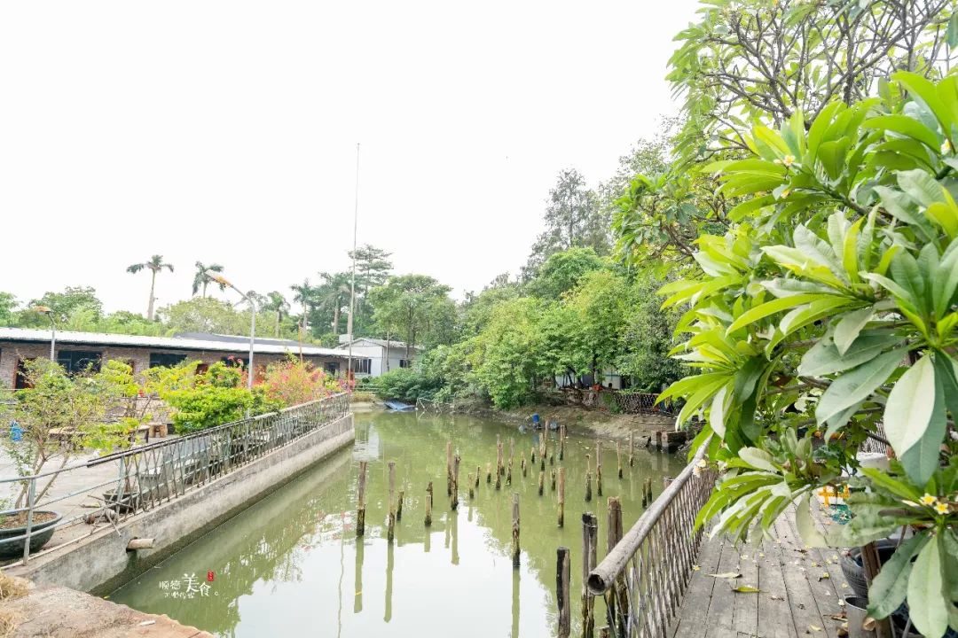 嚟度，可能系顺德桑拿种类最多嘅地方！鸵鸟都唔放过！真够呛