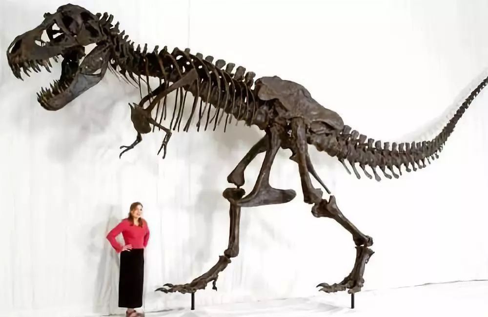 人类的世界就是一场悲剧,人类终究只是个笑话吗