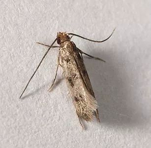 比蟑螂还恶心的的小虫子,专啃衣服,赶紧看看你家有没有!