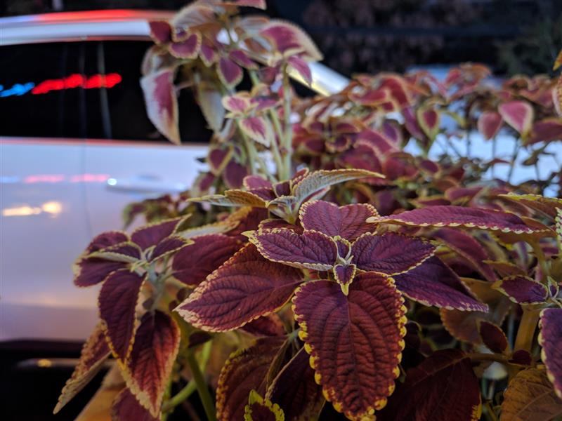 离开锤子老罗去哪里了,坚果pro3是罗永浩设计的吗