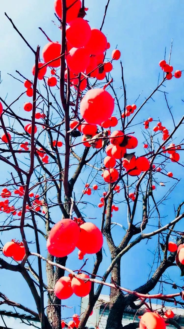 洛阳19家4a级景区免门票,洛阳凭机票所有旅游景点免门票