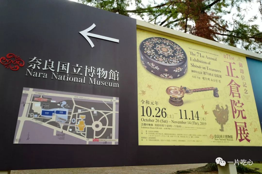 奈良的小鹿,奈良的小鹿最近新消息