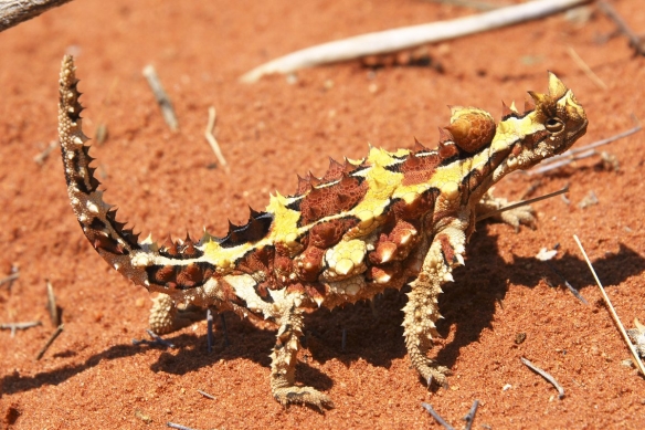 这些奇特生物你们见过吗,这些神奇的生物你都见过么