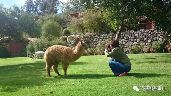 喵星人吃起来真香看的都想吃一口 (喂喵星人吃饭一副生无可恋的表情)