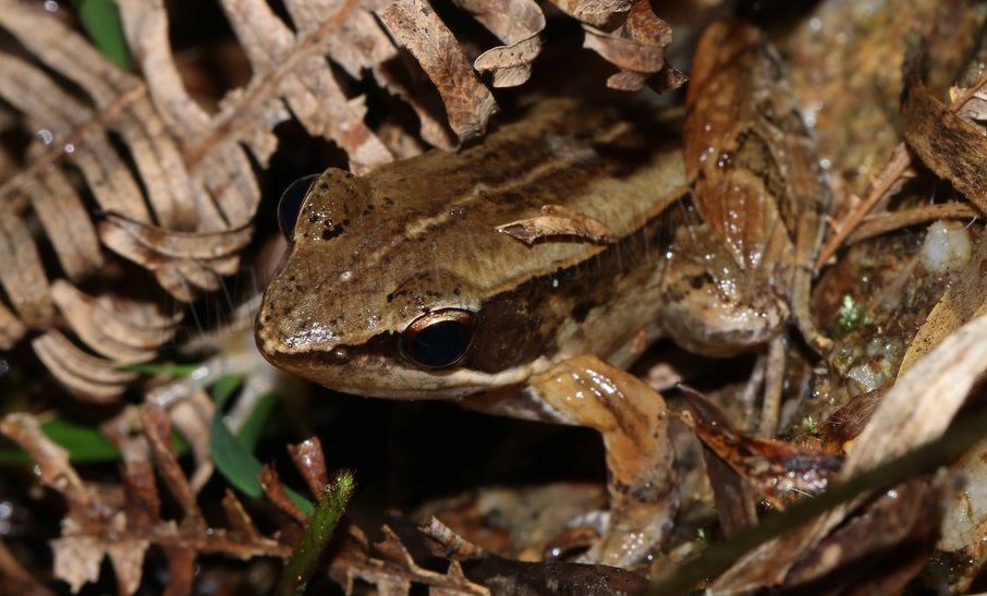会弹琴的鱼,弹琴蛙图片