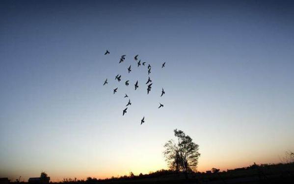 养鸽子的好处和方法,养鸽子要养哪种鸽子好