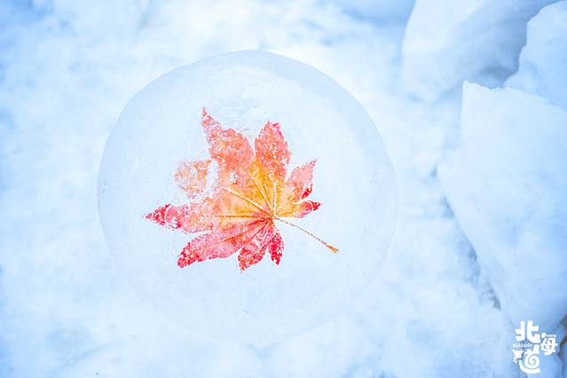 北海道冬季自由行游记,北海道情书
