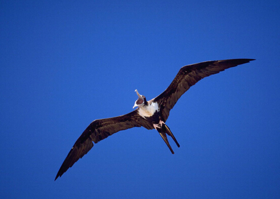 世界上飞得最快的鸟图片图文,世界上飞得最快的10种鸟