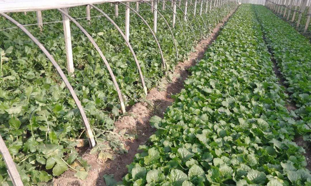 天津沙窝萝卜真的甜吗,天津沙窝萝卜最佳食用季节