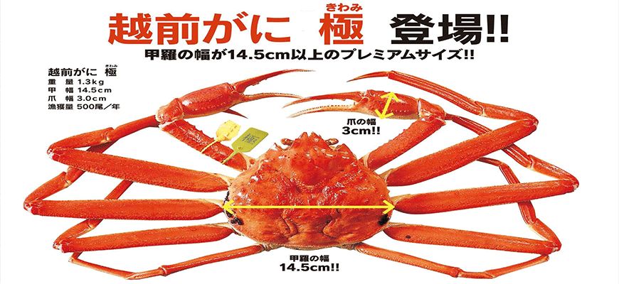 省钱又实用的日本“红叶狩”攻略错过又要等一年|用耳朵旅行的财经主播Nina