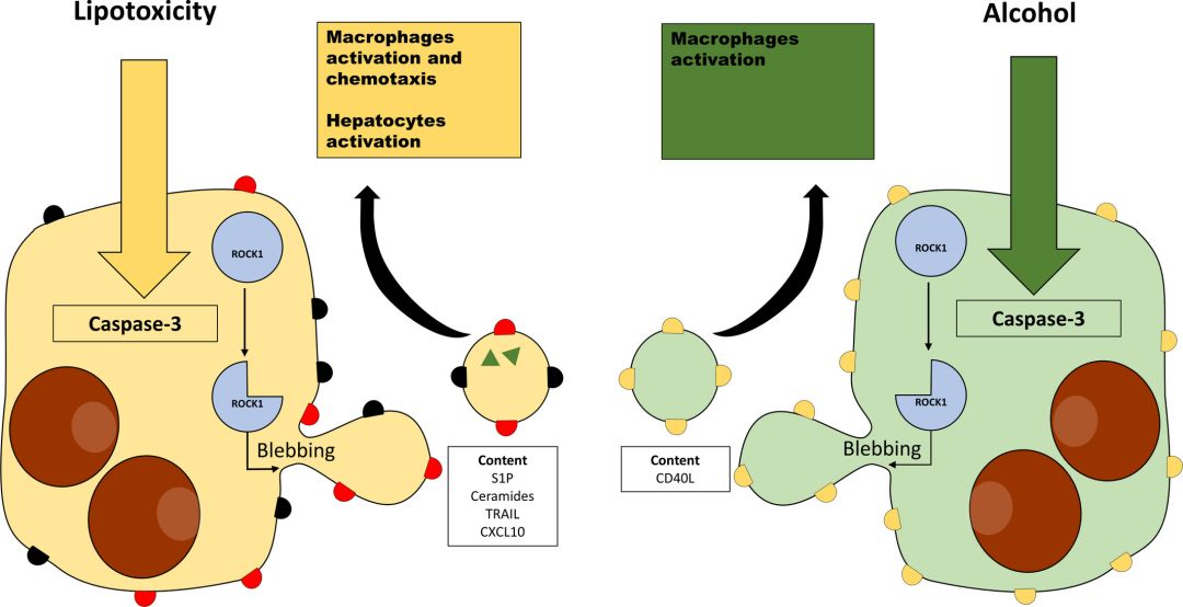细胞外囊泡：未来诊断肝脏疾病的新标志物｜前沿聚焦