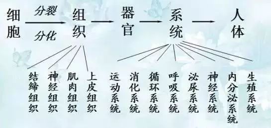 初中生物知识点总结及实验图,初中生物知识点总结鲁教版