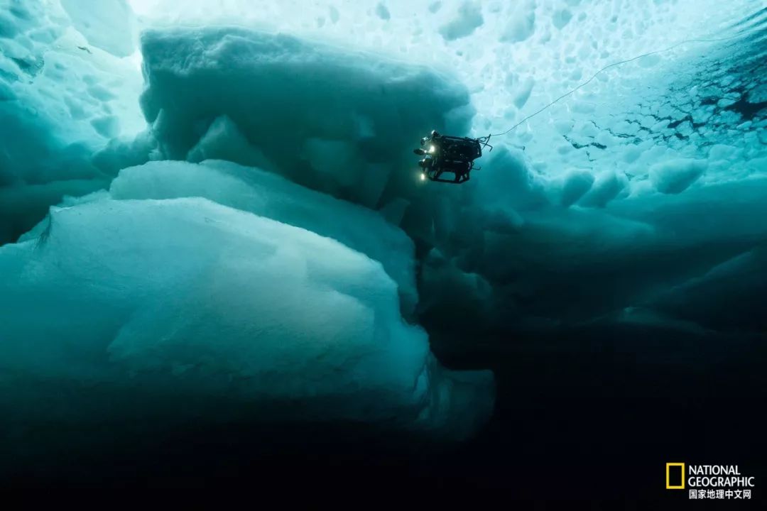 外星生物会长什么样子,外星生物真的存在吗
