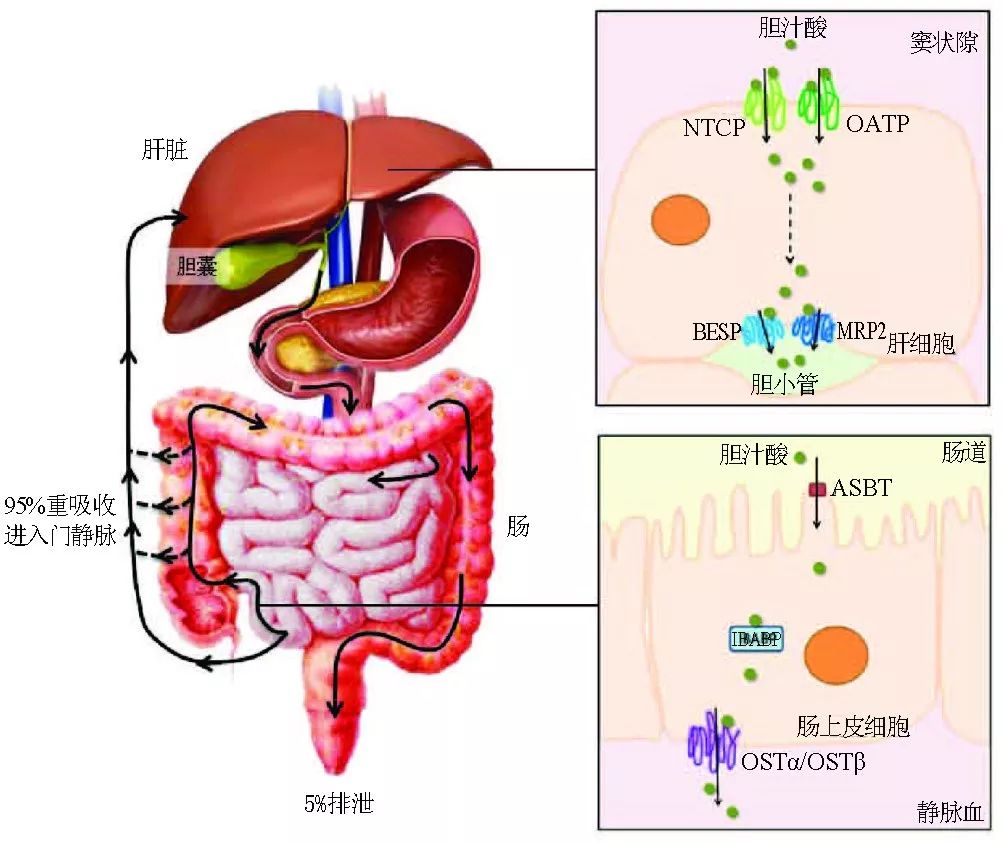 ggt与胆汁酸的关系,hbv感染肝脏科普