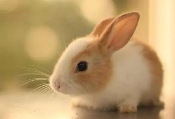 兔子喝水断肠而亡,为什么说兔子一喝水就会断肠