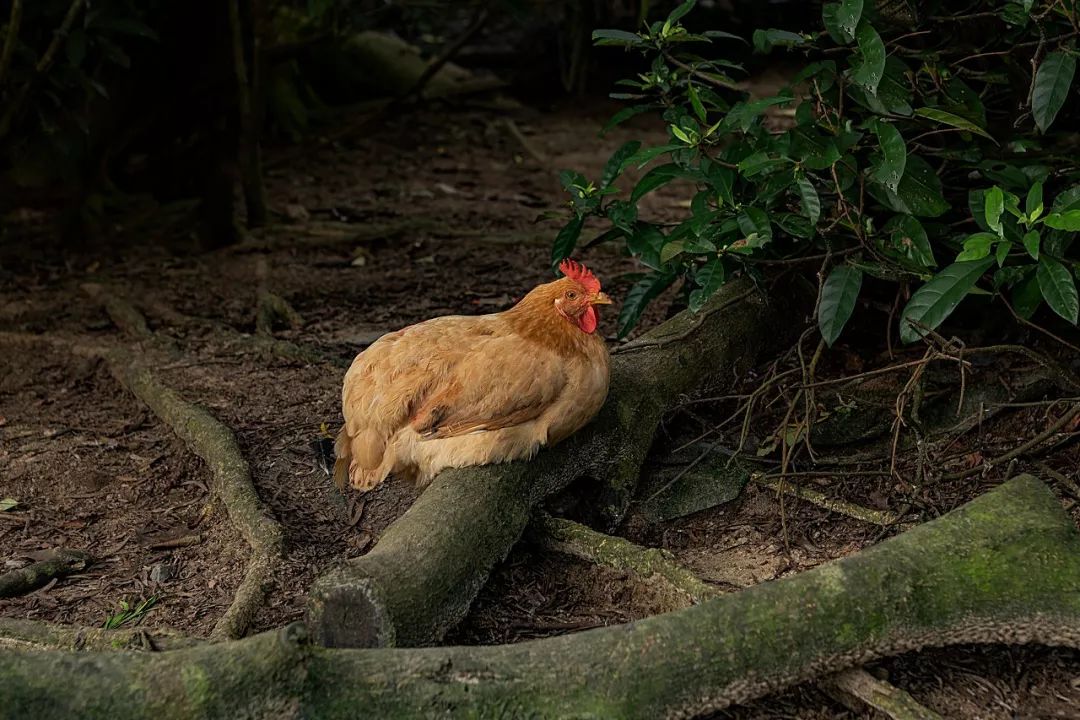 合肥的肥是什么肥,合肥最富的是哪个县