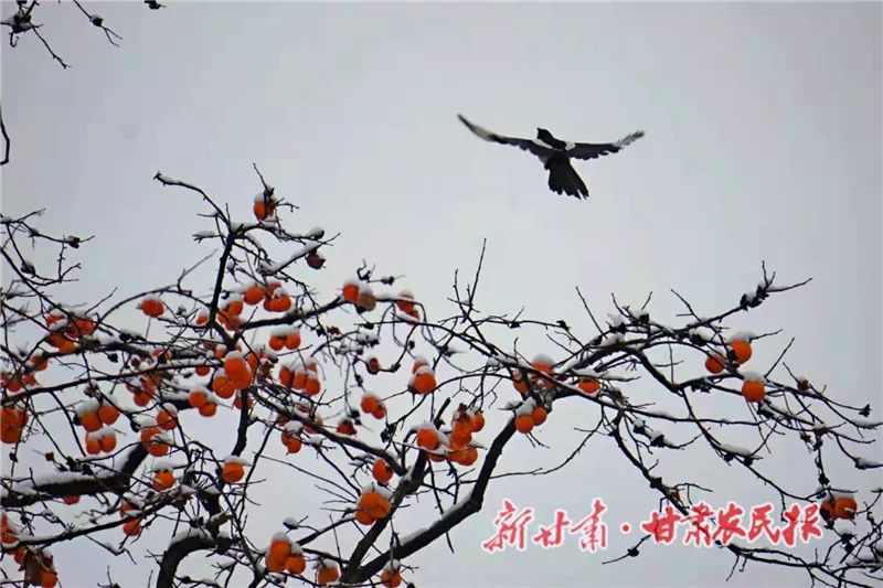 天水秦安大地,天水雪景美如画