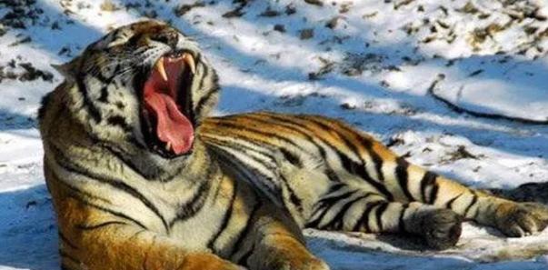 世间万物相生相克，谁是老虎的克星呢？百兽之王有怕的时候