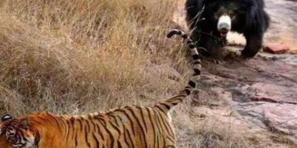 世间万物相生相克，谁是老虎的克星呢？百兽之王有怕的时候