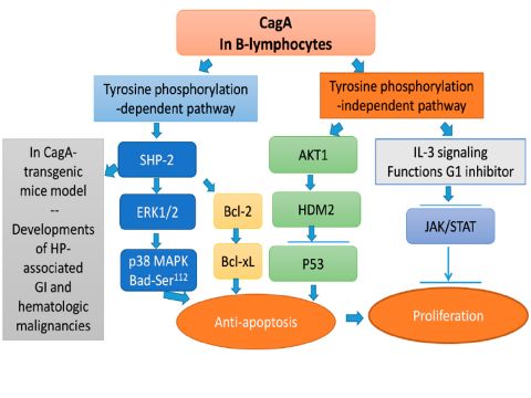精准诊疗，规范先行|李志铭教授：胃粘膜相关淋巴瘤的发病机制与治疗|CSCO淋巴瘤学院