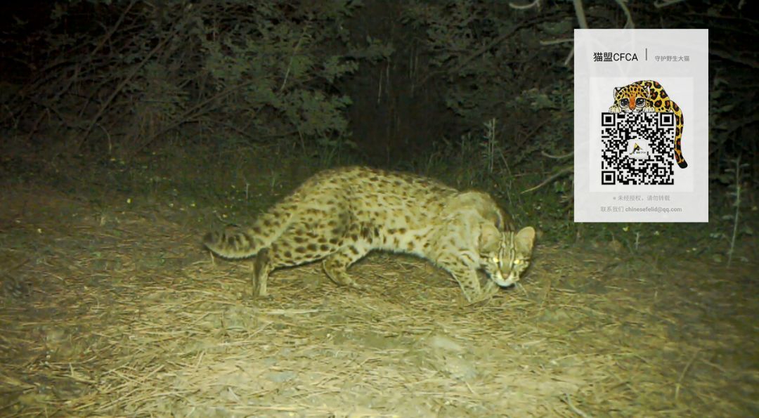 劲草嘉年华最新视频,2023年劲草嘉年华