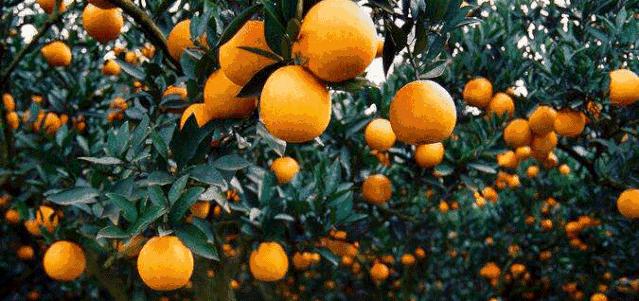 脐橙之乡信丰脐橙,信丰脐橙和赣南脐橙