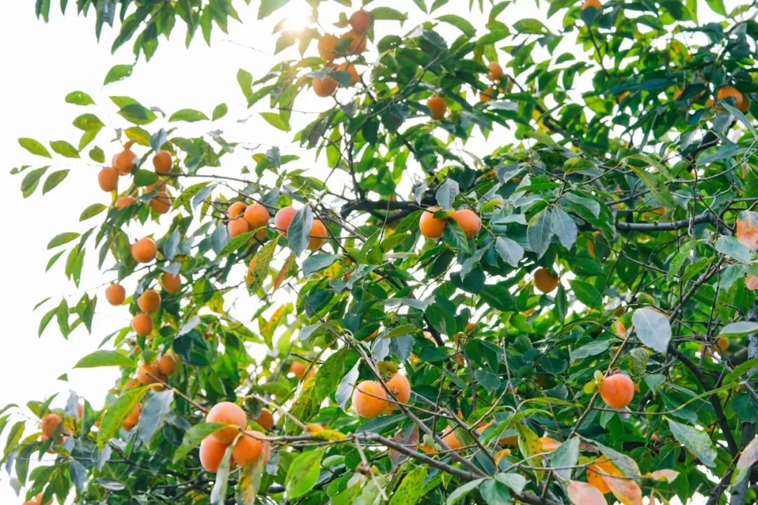 补货啦！柿饼界的小花旦，果冻Q心