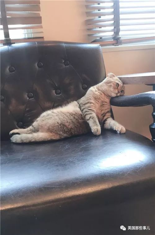 盘点喵星人的高光时刻,最好看的喵星人图片