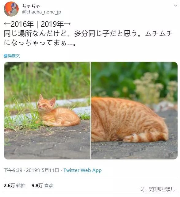 喵星人的日常图片大全,最好看的喵星人图片