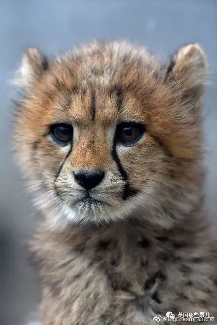 喵星人的日常图片大全,最好看的喵星人图片