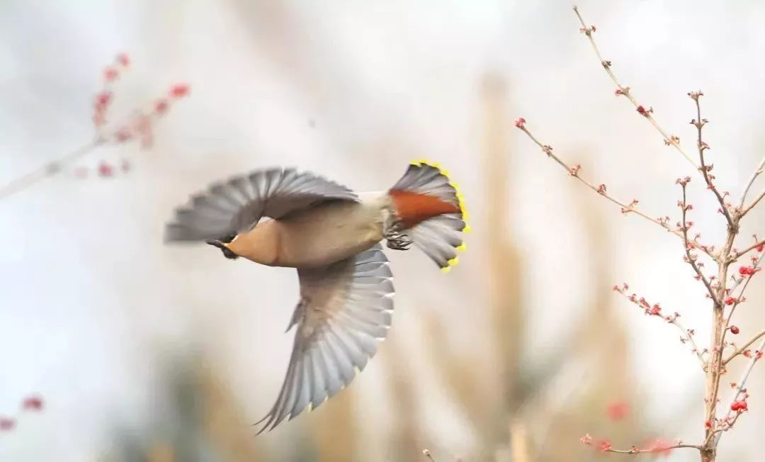 瞒不住了!昌平天空划过一群“小精灵”!可爱的那种!