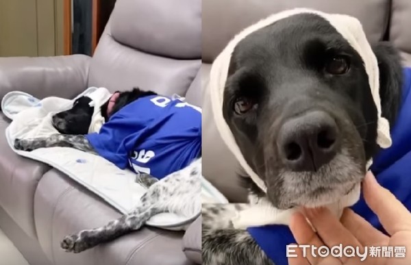 汪汪被包成伤患犬!转头尴尬脸笑翻全家人