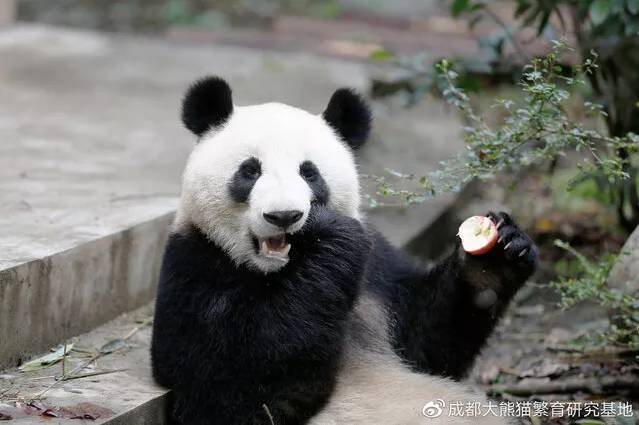 绩美绩兰大熊猫坐飞机来南宁,大熊猫绩美绩兰成长记